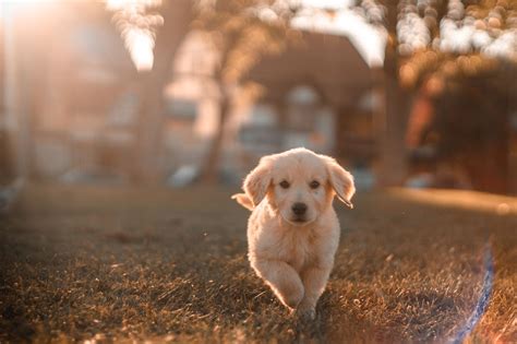 動物死了如何處理|寵物過世怎麼辦？處理方式、收費標準、注意事項，讓。